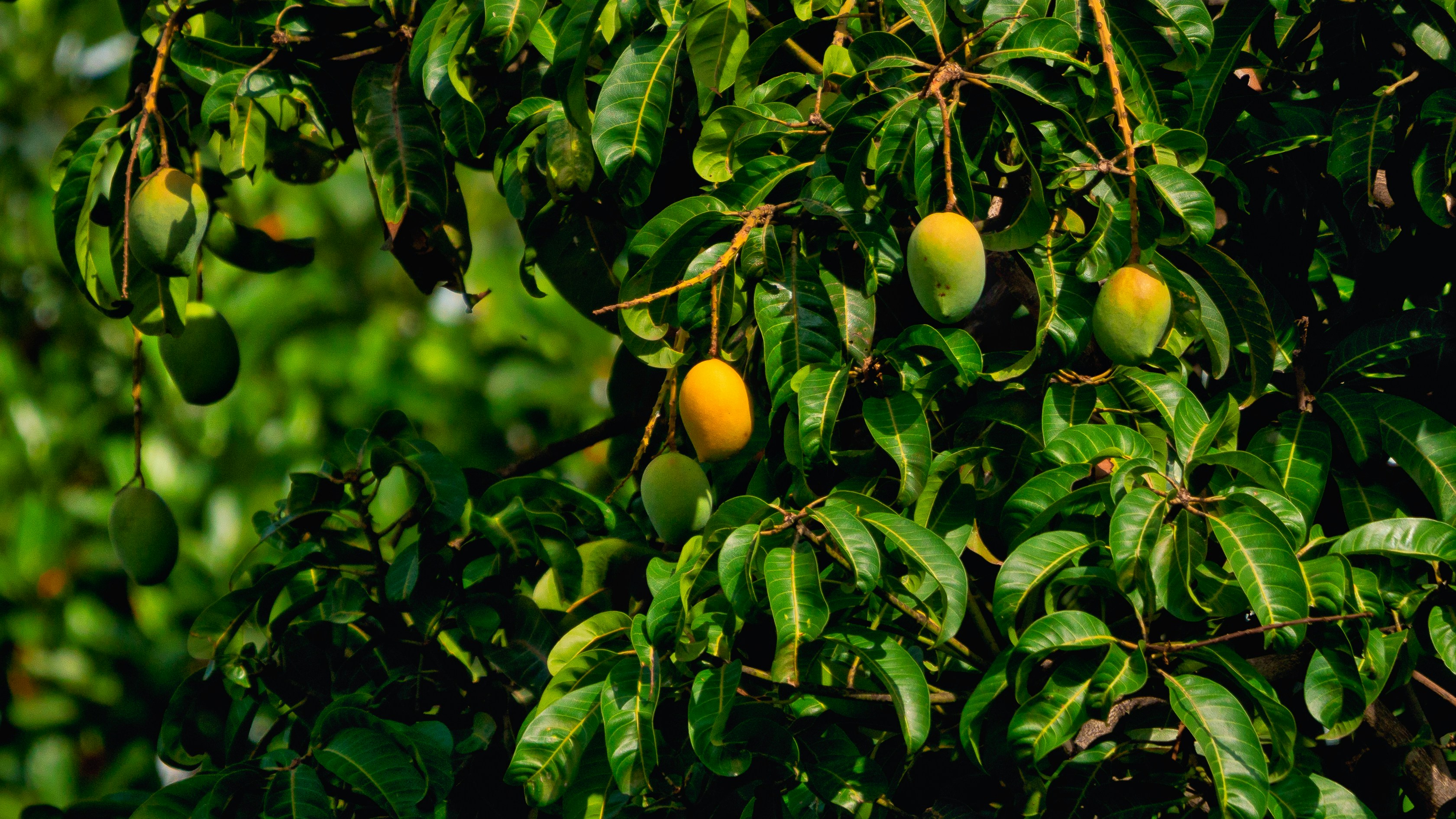 Fresh Thai mango